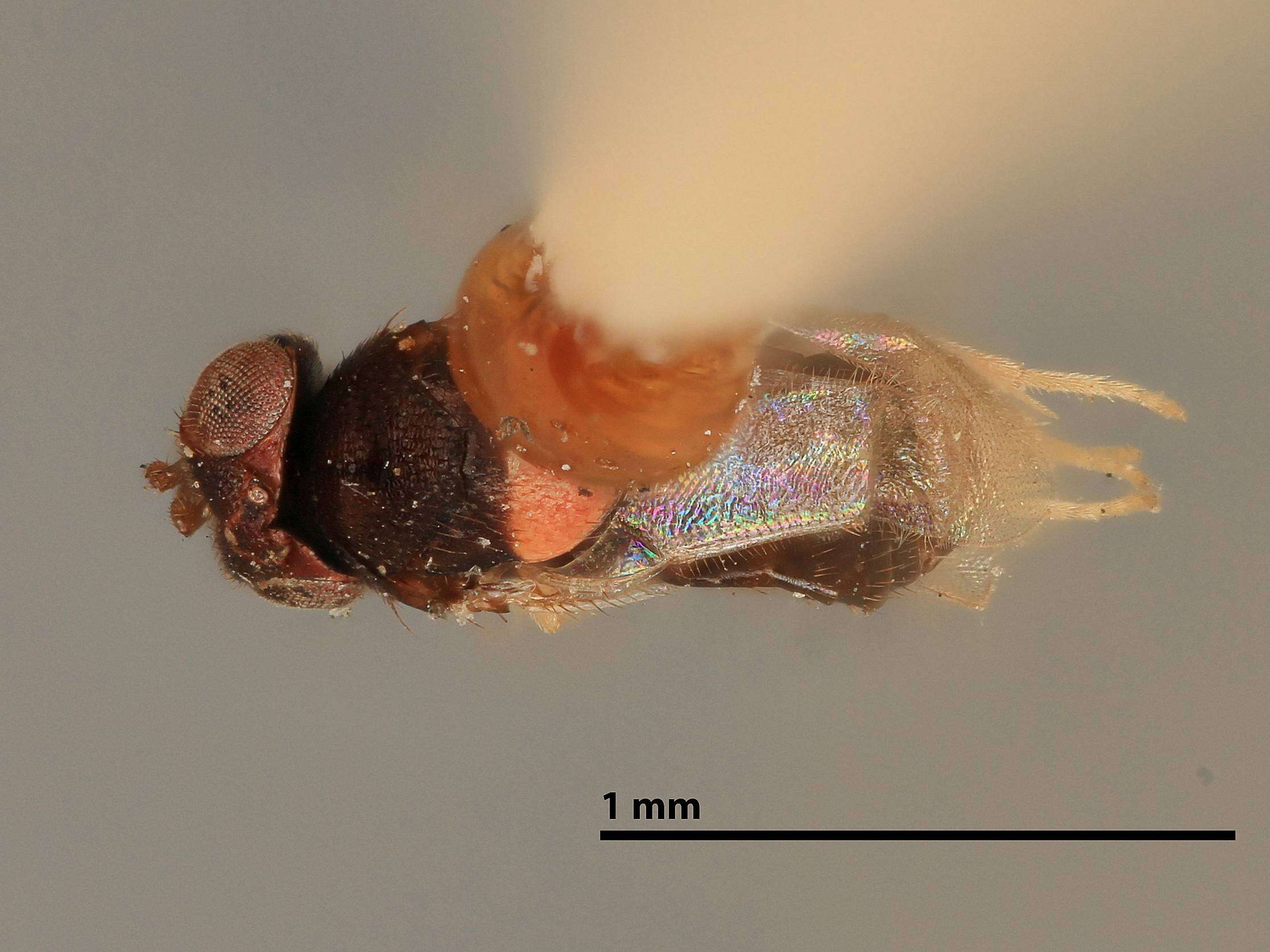 Sivun Coccophagus scutellaris (Dalman 1825) kuva