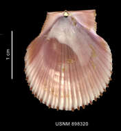 Image of Patagonian scallop