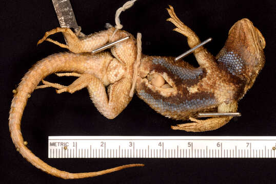 Image of Western Fence Lizard