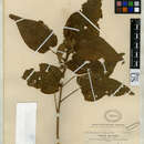 Image of Wissadula grandifolia E. G. Baker apud Rusby