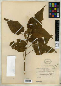 Image of Wissadula grandifolia E. G. Baker apud Rusby