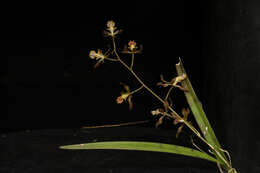 Image of Encyclia adenocarpa (Lex.) Schltr.