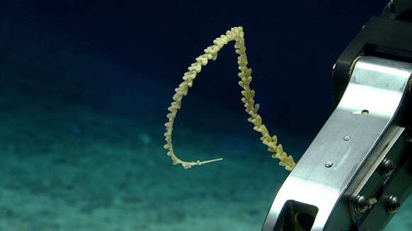 Image of compact bamboo coral