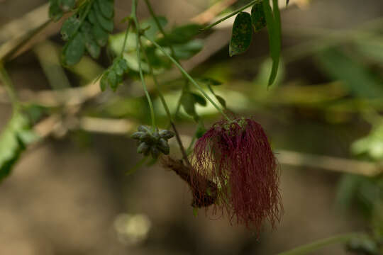 Image of Zapoteca formosa subsp. rosei (Wiggins) H. M. Hern.