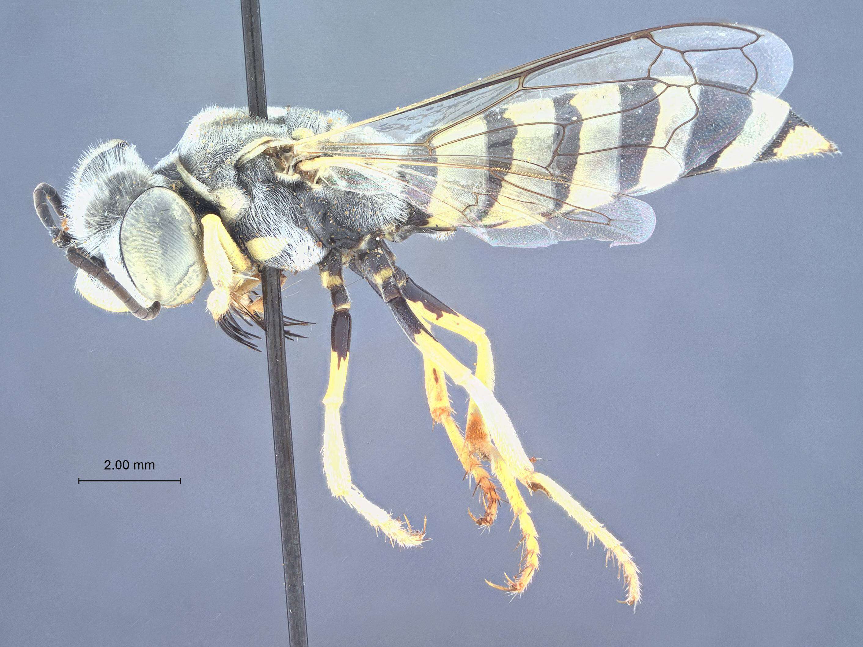 Image of Microbembex equalis J. Parker 1929