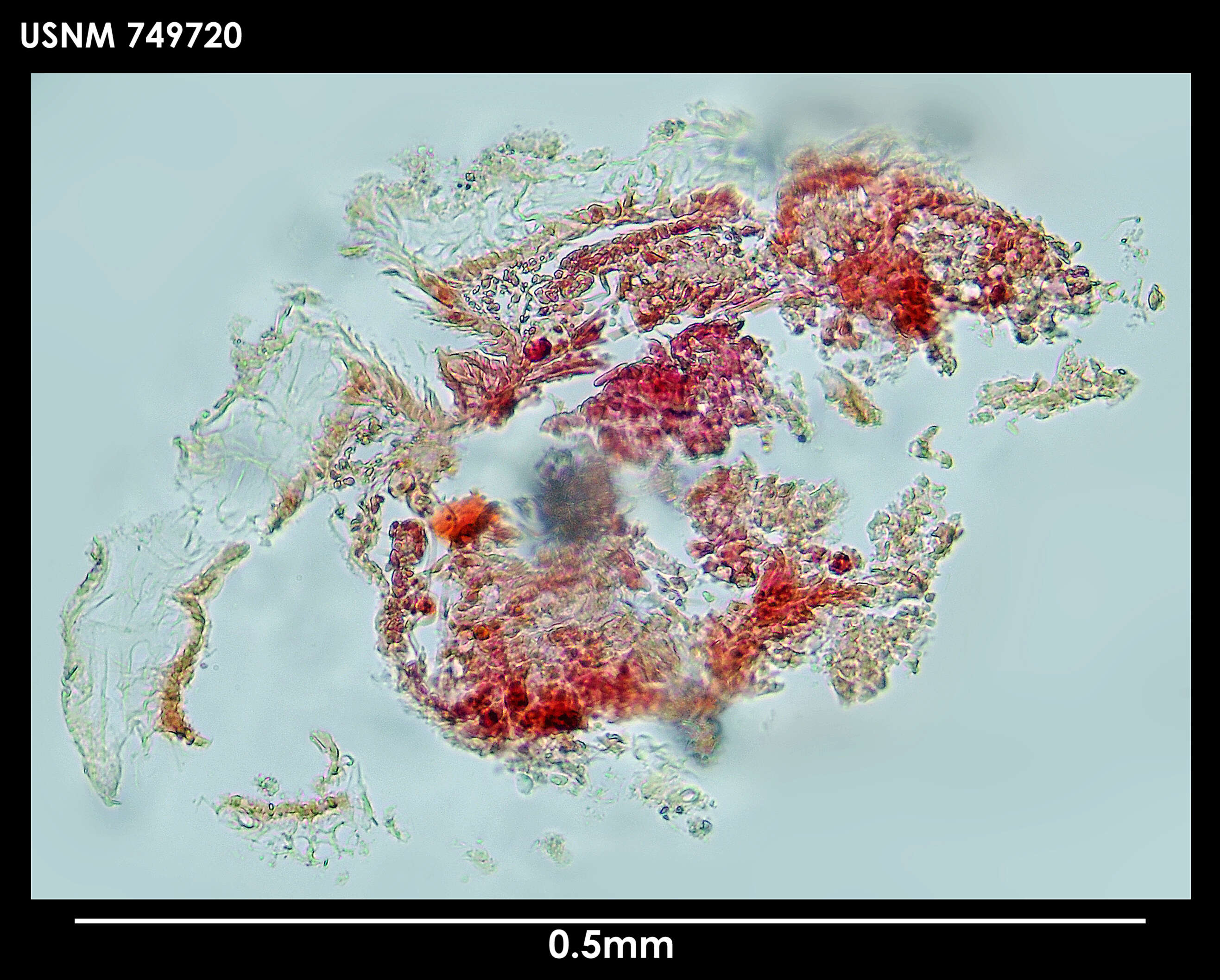 Image of Phyllomenia austrina Thiele 1913