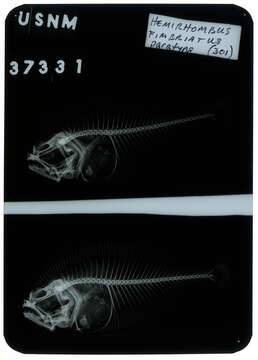 Cyclopsetta fimbriata (Goode & Bean 1885) resmi