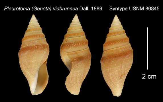 Image of Bathytoma viabrunnea (Dall 1889)