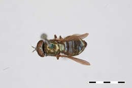 Image of Chrysogaster stigmatus Williston