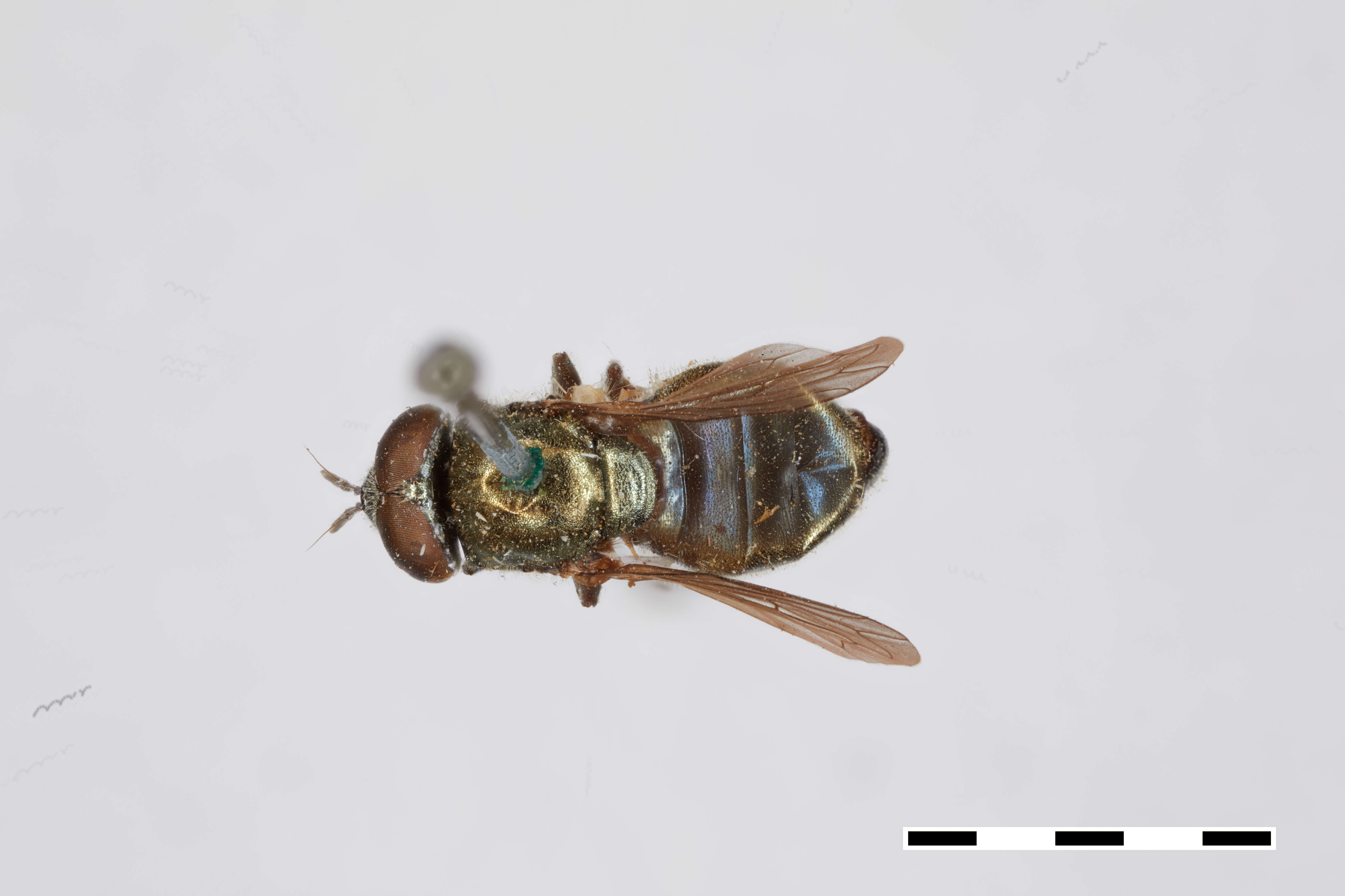 Слика од Chrysogaster stigmatus Williston