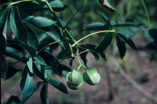 Image of cassava