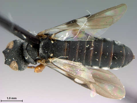 Image of Argentophrynopus enigmus Smith