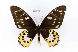 Слика од Ornithoptera tithonus de Haan 1840