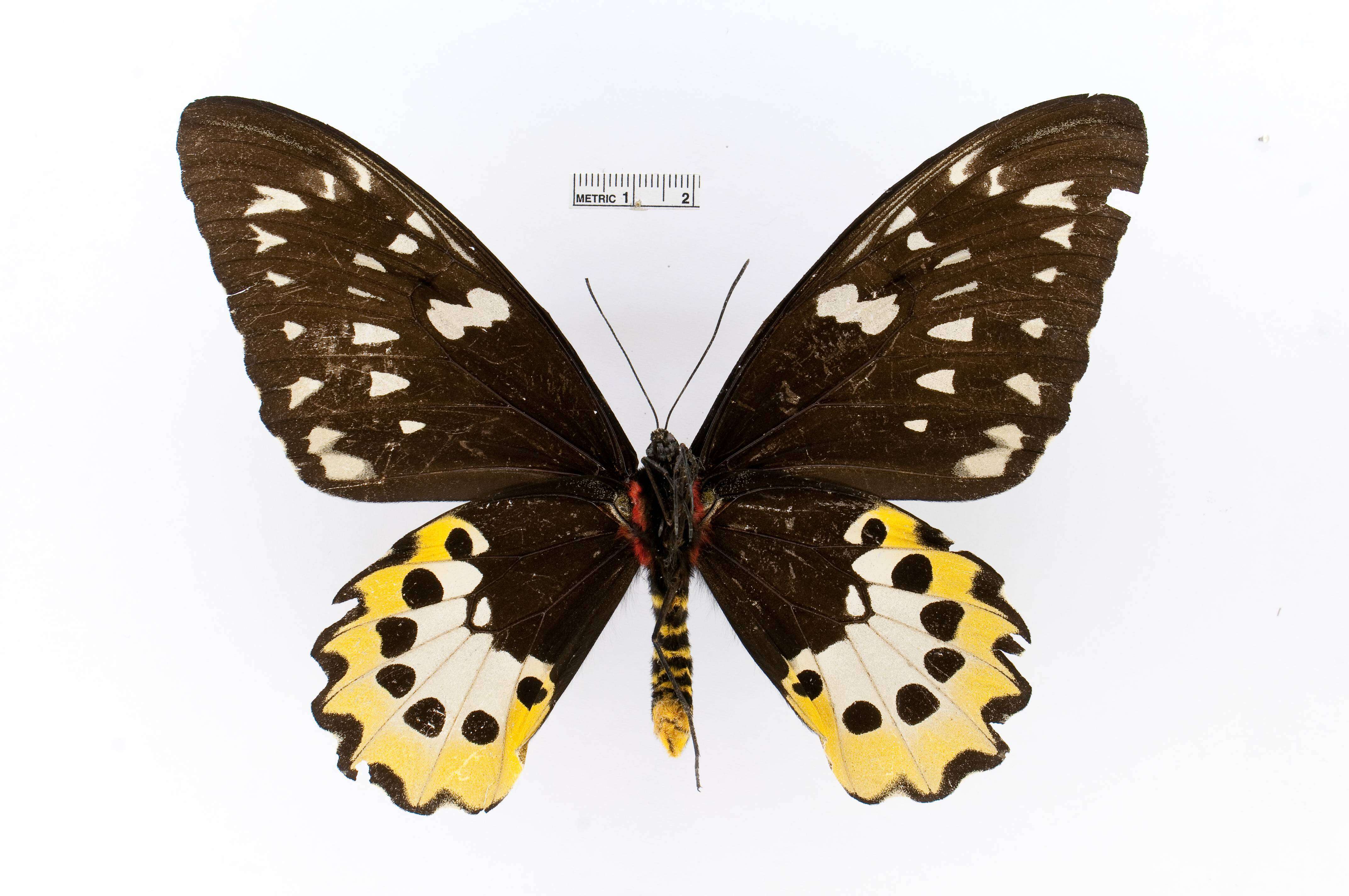 Слика од Ornithoptera tithonus de Haan 1840