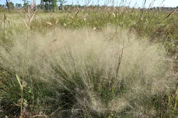 Image of Spreading Muhly