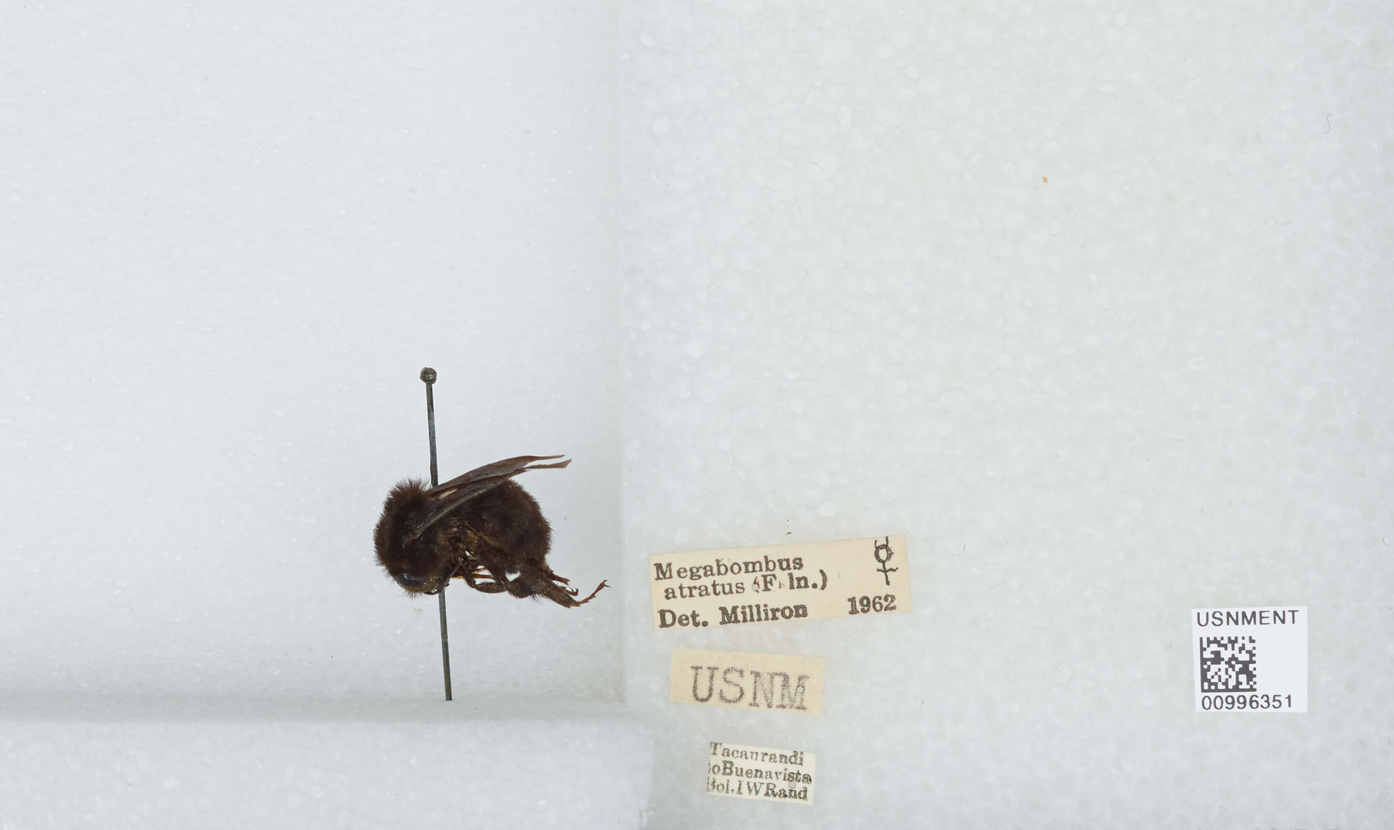 Image of Bombus pauloensis Friese 1912