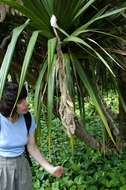 Image de Pandanus tectorius Parkinson ex Du Roi