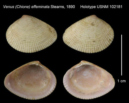 Image of Chioneryx cardioides (Lamarck 1818)