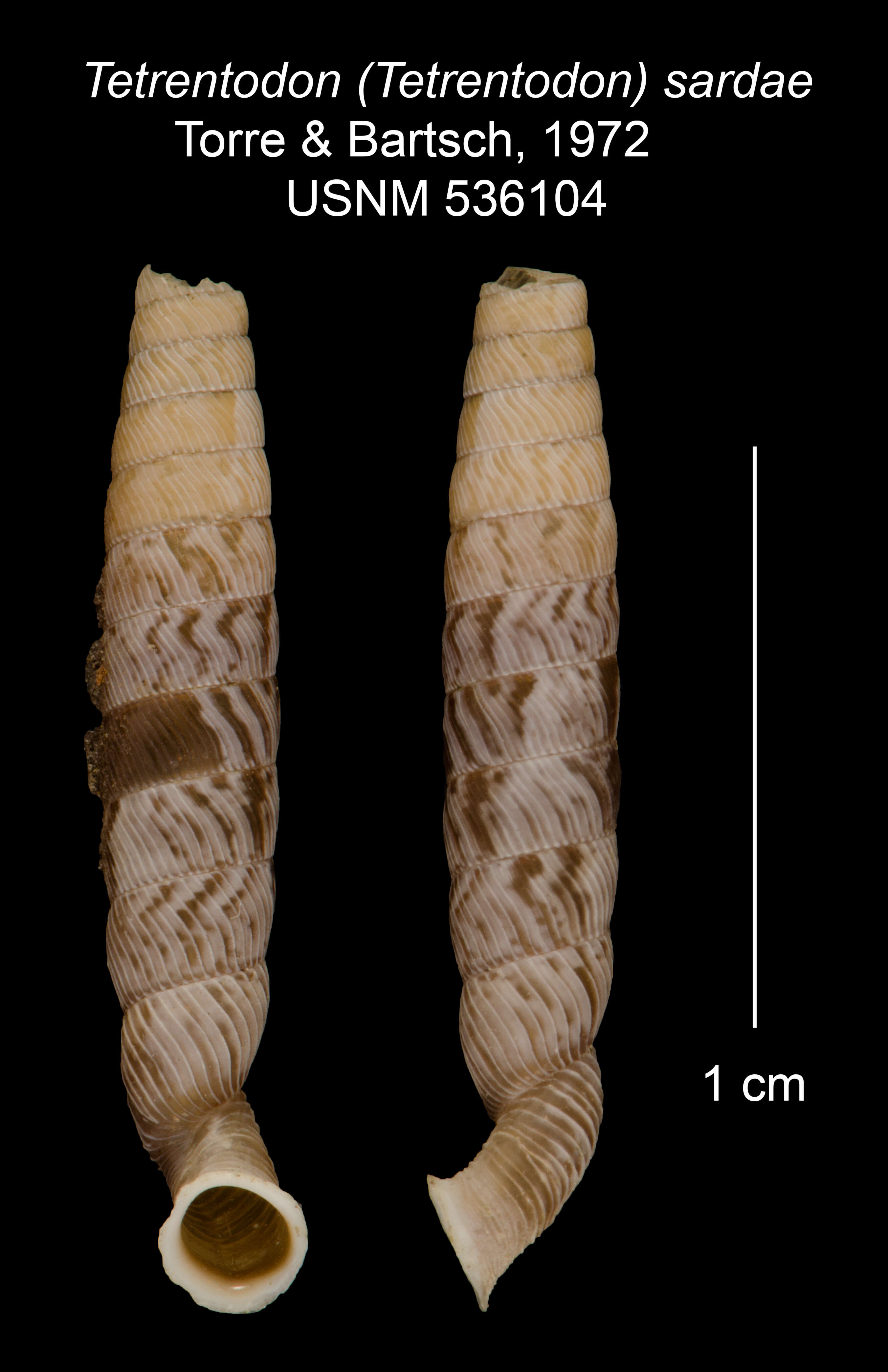 Image of Tetrentodon sardae C. de la Torre & Bartsch 1972