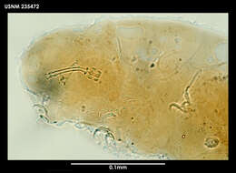 Image of Ramazzottius oberhaeuseri (Doyère 1840)