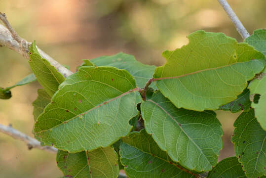 Image of Xylosma venosum N. E. Brown