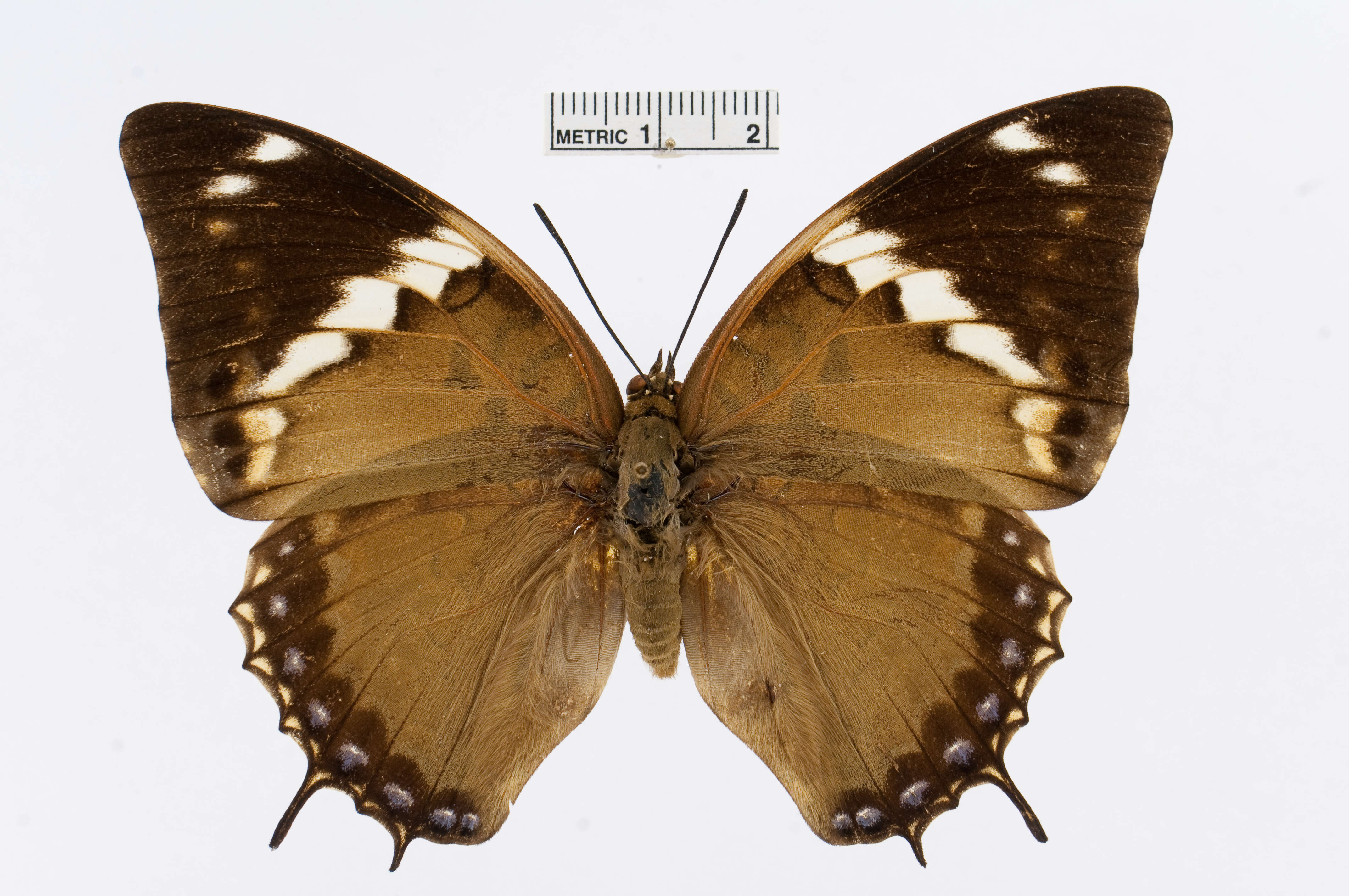 Imagem de Charaxes tiridates Cramer 1777