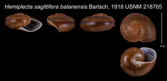 Image of Hemiplecta sagittifera batanensis Bartsch