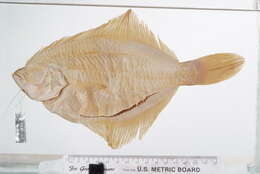Image of American smooth flounder