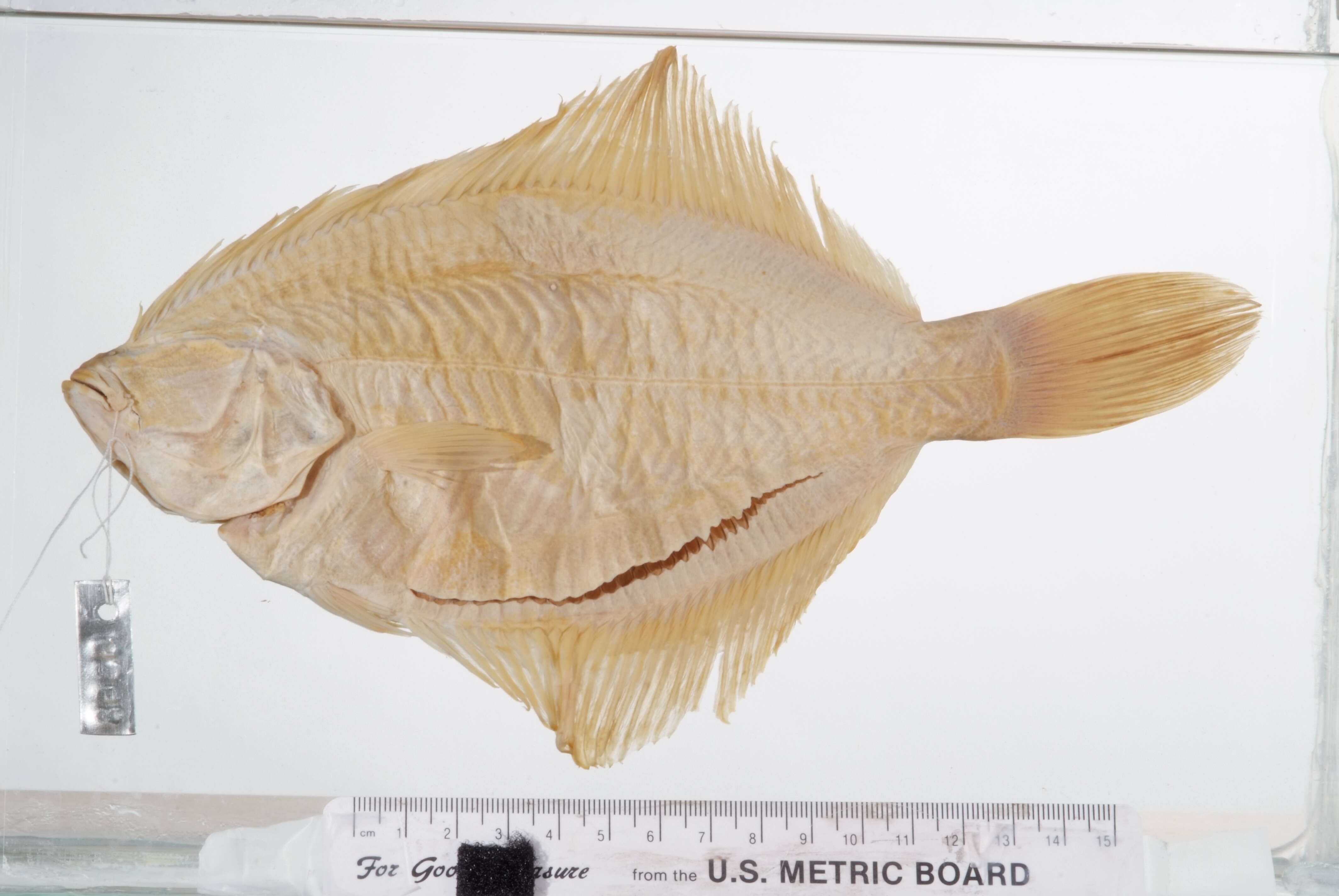 Image of American smooth flounder