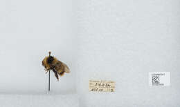 Image of Frigid Bumble Bee