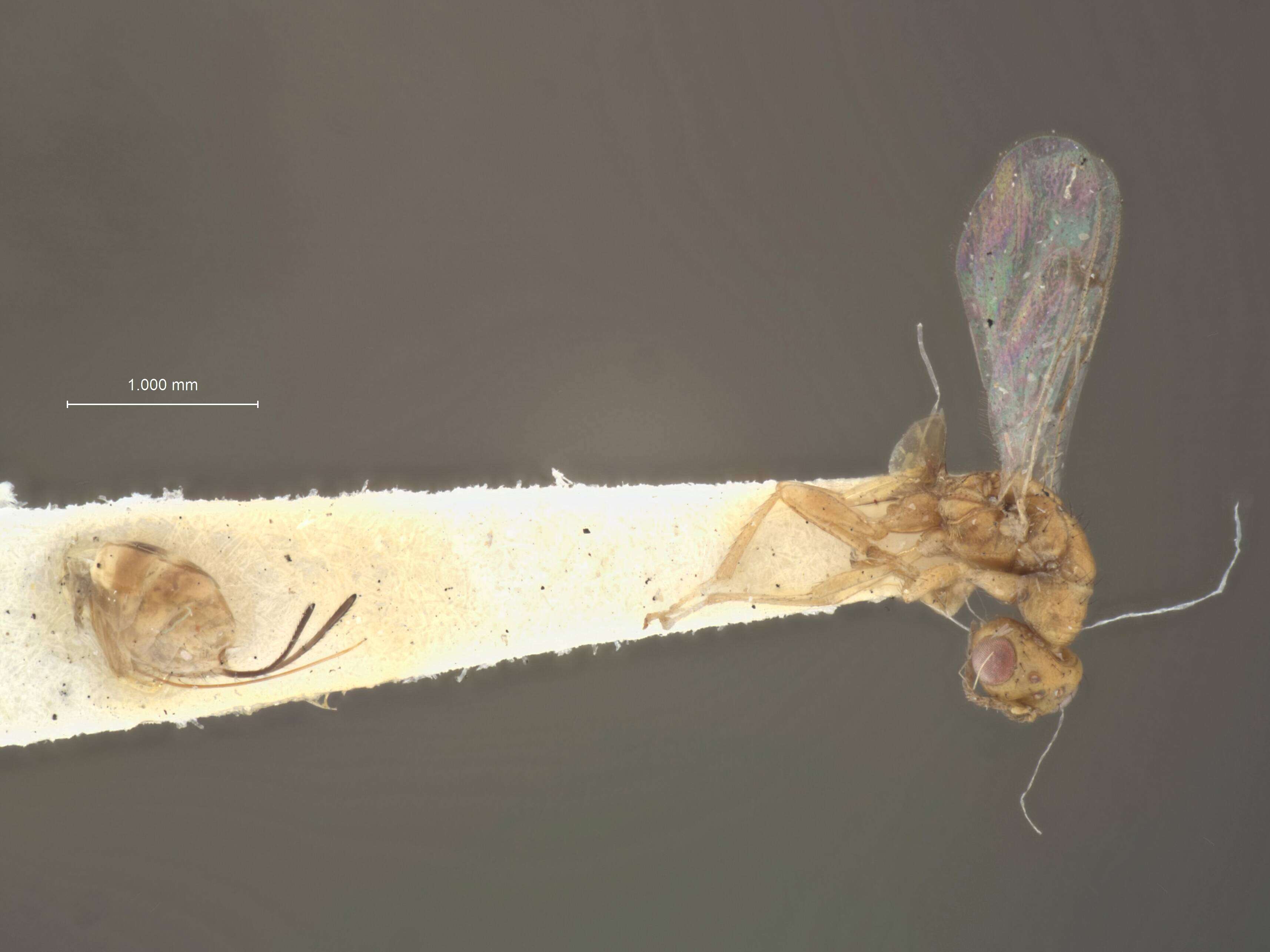 Image of Megastigmus floridanus Milliron 1949