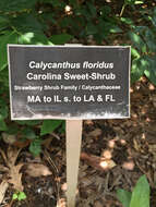 Image of eastern sweetshrub