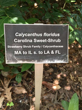 Image of eastern sweetshrub