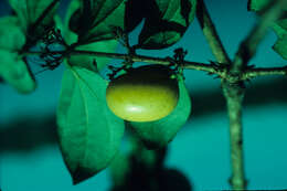 Image of Crudia amazonica Benth.