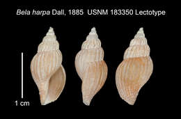 Image of Oenopota harpa (Dall 1885)