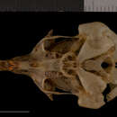 Image of Tipton kangaroo rat