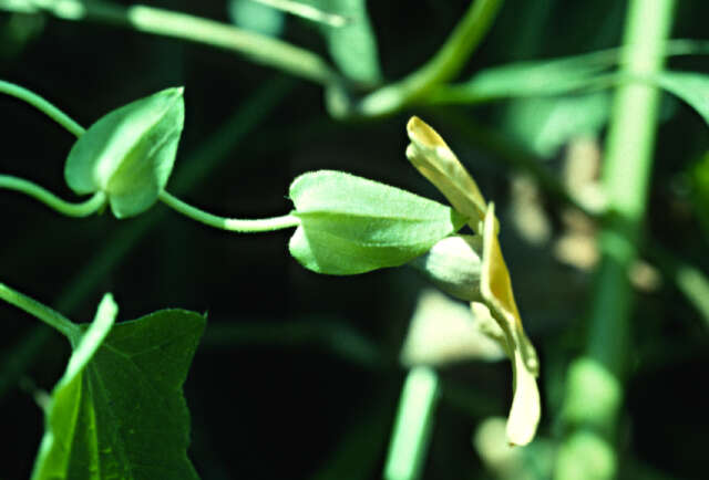 Image of blackeyed Susan vine