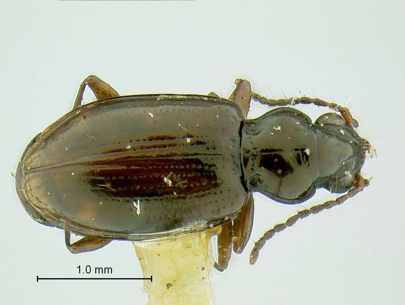 Plancia ëd Bembidion (Trepanedoris) connivens (Le Conte 1852)