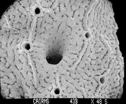 Image of Lepidopora acrolophos Cairns 1983