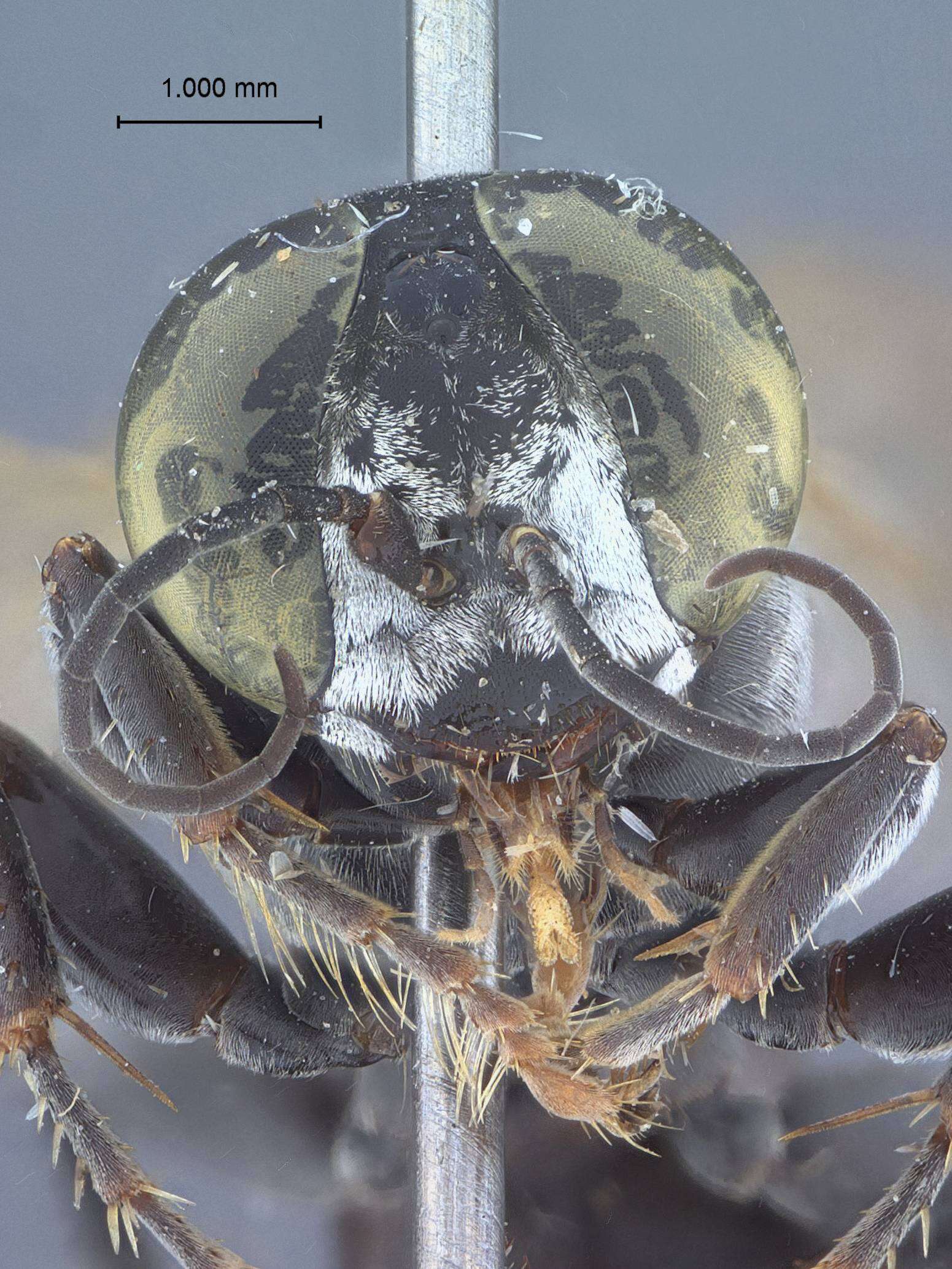 Image of Tachysphex eucharistus Pulawski ex Krombein & Pulawski 1994