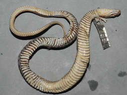 Sivun Xenochrophis flavipunctatus (Hallowell 1861) kuva