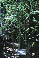 Слика од Phyllostachys aurea (André) Rivière & C. Rivière