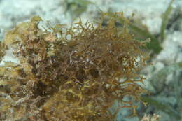 Слика од Sargassum C. Agardh 1820