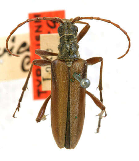 Image of Stenocorus parviceps Casey 1913