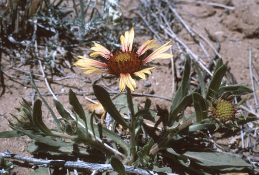 Image de Gaillardia pinnatifida Torr.