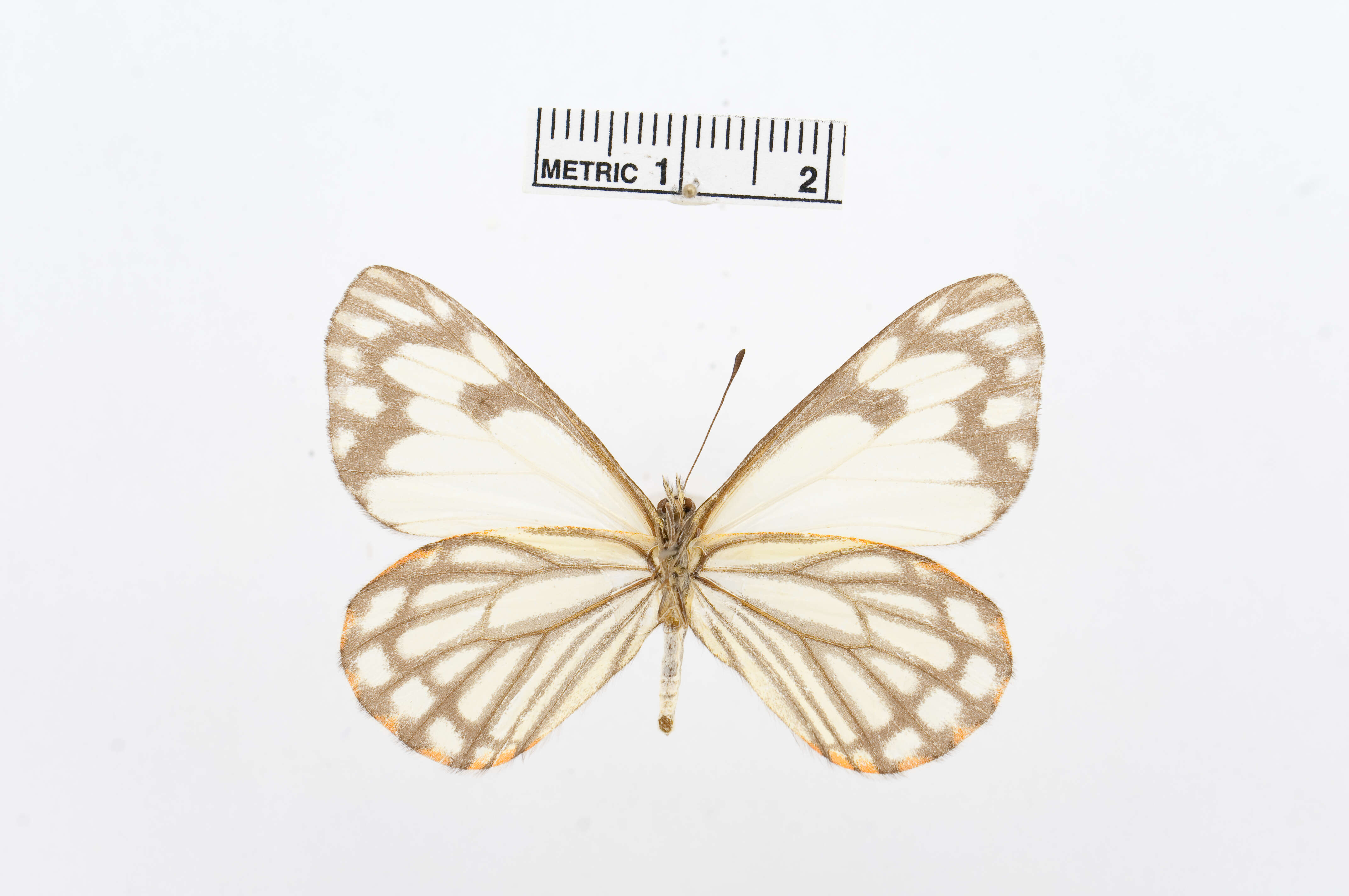 Image of Pine White