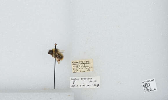 Image of Frigid Bumble Bee