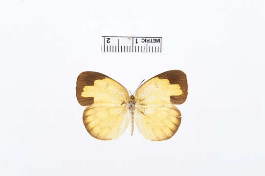 Image of Eurema simulatrix (Staudinger 1891)