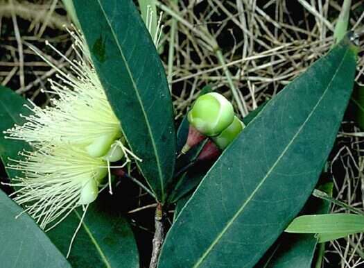 Слика од Syzygium jambos (L.) Alston