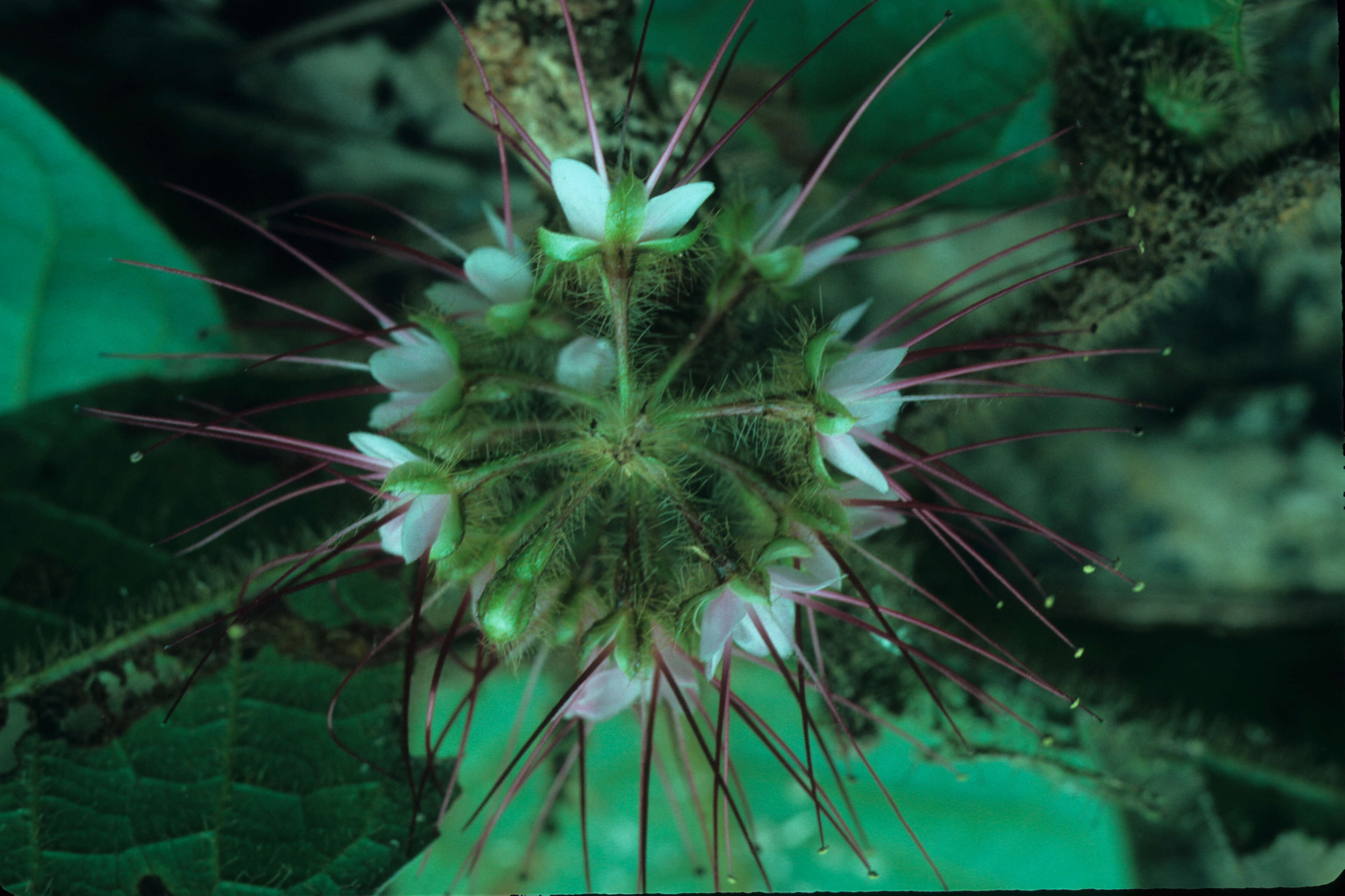 Image of Hirtella physophora Mart. & Zucc.